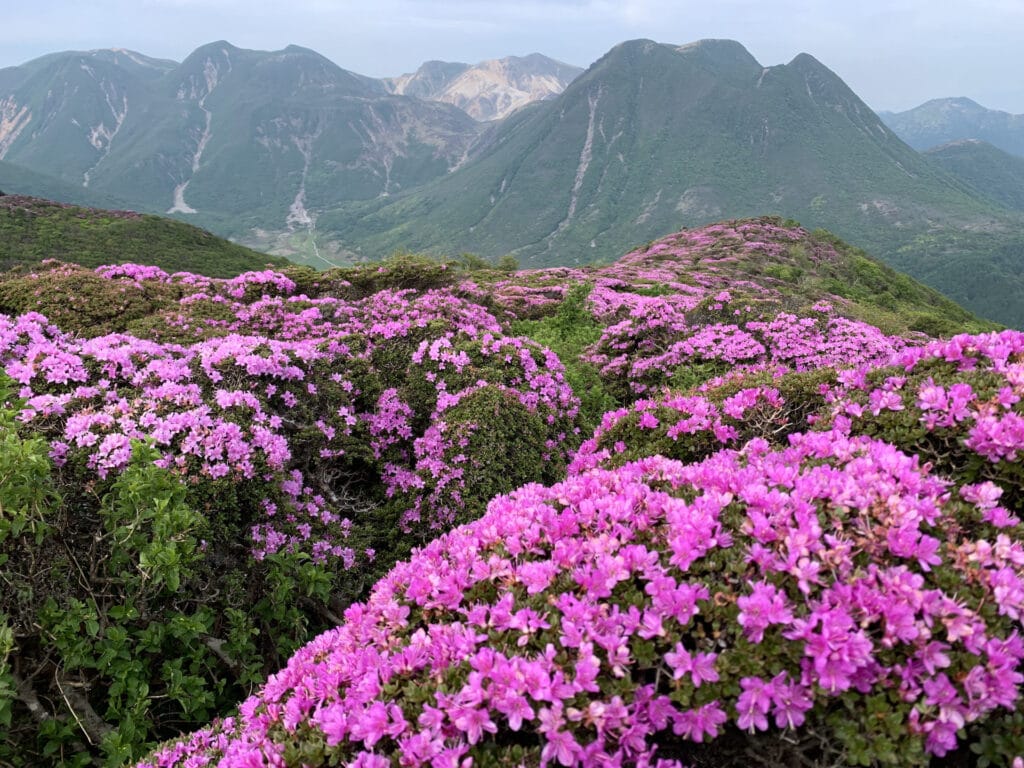 ミヤマキリシマ満開の九重連山　坊ガツルでテント泊　白水荘ー黒岳ー平治岳ー男池　縦走トレッキング　２０２１年６月１日〜２日